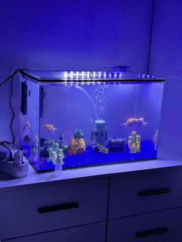 продам аквариум: Продается аквариум со всеми рыбками, украшениями и приборами За