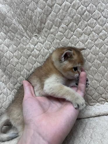 Pişiklər: Britan — 5