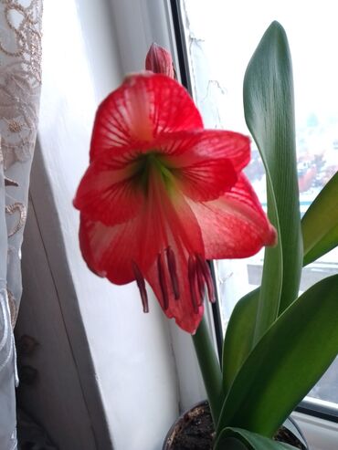 за декабрь: Цветок комнатный,Амариллис, цветет в декабре,размножается