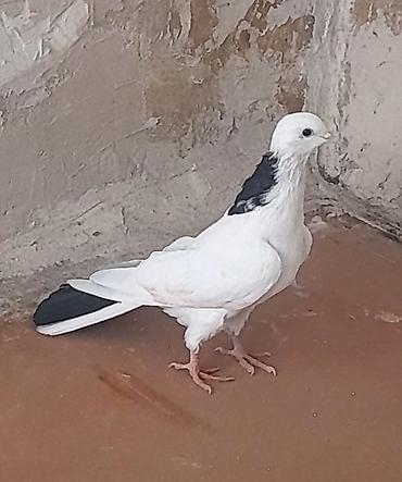 Göyərçinlər: Erkey — 6