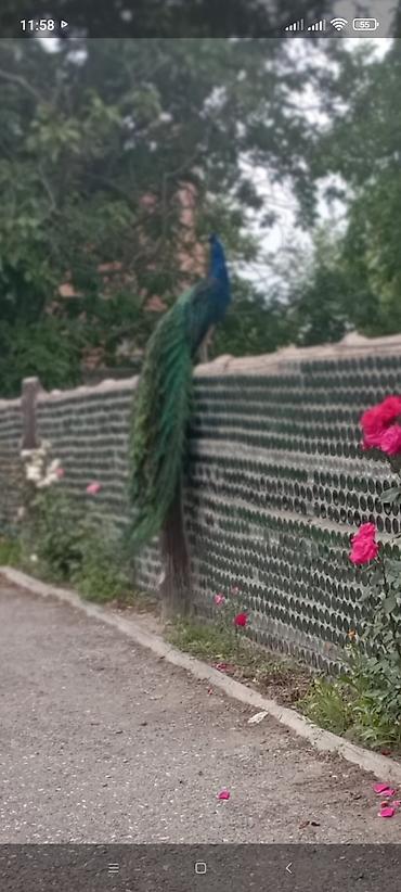 ordək balası və cucə: Məhsul: 6 illik Tovuzquşu (Paun), Qafqaz və Rumun qırqovul çolpalar– — 1