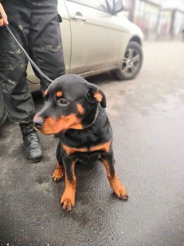 Отдам даром собаку: Собака даром: Ротвейлер, 6 месяцев, Самец, С прививкой