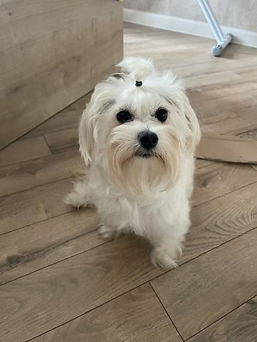 afcarka balası: Maltipoo (Maltese bişon) balaları – ağ, yumşaq və hipoallergen tüklü — 3