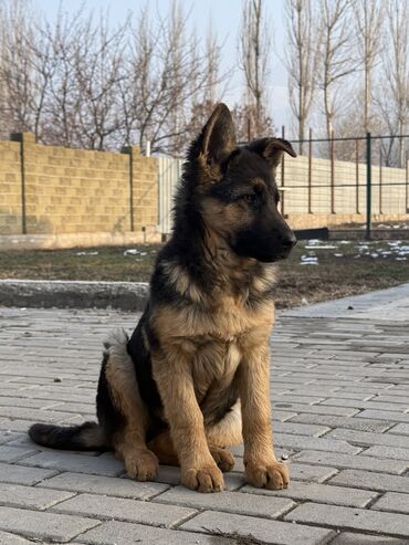 Продажа собак: Немецкая овчарка, 4 месяца, Самка, С прививкой, С родословной — 10