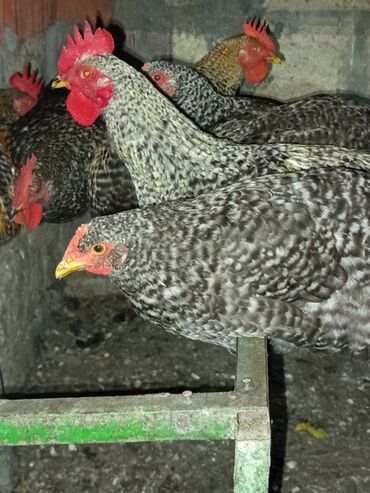 simmental ineklerin satisi: Tam cins xarkovlar satilir aktivdirlər 3fere 4xoruz Optum satilir