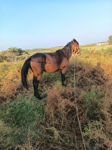 Akvarium aksessuar və ləvazimatları: 3 yaşı var erkekdi yorğa at balasdı minikdi
