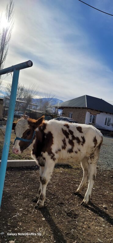 Коровы, быки: Продаю | Музоо, торпок | На откорм | Привязанные — 9