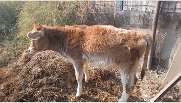 продаю музоо торпок корова самка бык самец айрширская ангус алатауская на забой для разведения на откорм племенные нетель привязанные: Сатам | Кунаажын | Алатоолук | Бордоп семиртүү үчүн, Көбөйтүү үчүн, Сүт алуу үчүн | Кысыр, Жасалма уруктандырылган, Байланган