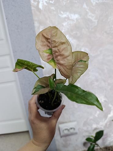 Сингониумы: Распродажа сортовых и редких комнатных растений, цены и названия — 14