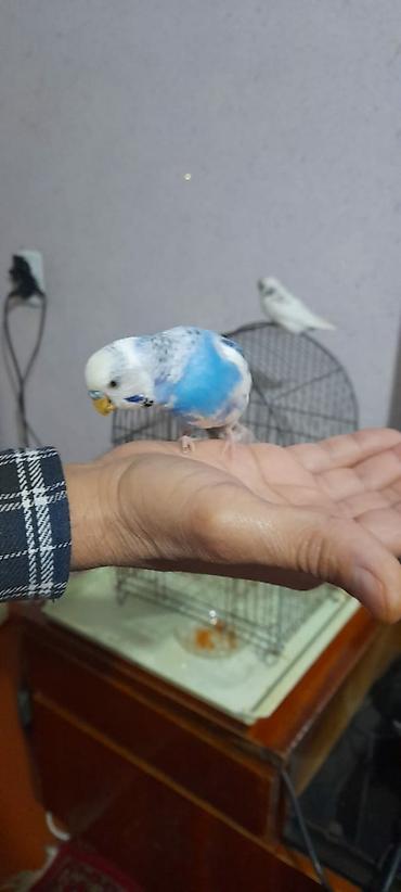 Tutuquşları: Ələ öyrəşmiş quşdu fikri ciddi olan vatcapa yazsin sumqayìt — 12