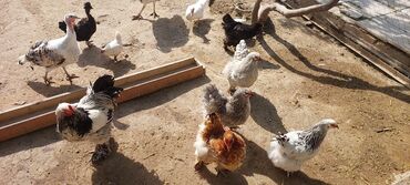 Toyuqlar: Toyuq, Brama, Damazlıq, Ünvandan götürmə