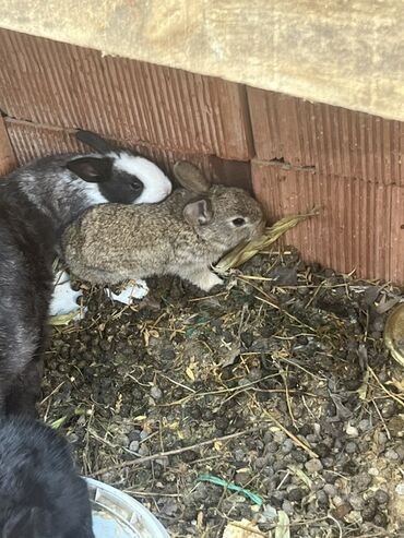 Dovşanlar: Qiymet 5 manatdan 27 manata kimi dir 5 manata balalar 10 manata erkey — 10