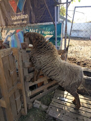 Бараны, овцы: Продаю | Овца (самка) | Арашан | Для разведения | Племенные — 14