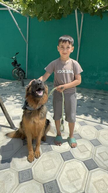 İtlər: Alman çoban iti, 1 il, Dişi, Peyvəndli — 3