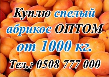 перепелинное яйцо: Абрикосы Оптом