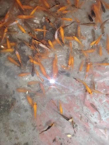 oranda: Qızıl balıq, Sülhsevər, Ünvandan götürmə — 1