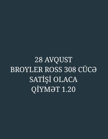 cins inəklərin satışı: Toyuq cücələri, Ətlik