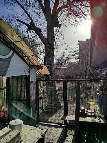 алма кол: Продаю плодовое дерево (орех/грецкий, крупный ствол) для заготовки — 4