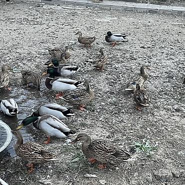 cex quşlar: Satlıq ördək sürüsü. Şəkillərdə həm erkək, həm də dişi ördəklər — 2