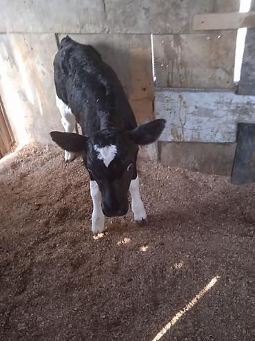 Dana, buzov: Dana, buzov, Dişi, ay: 1, Damazlıq, Ünvandan götürmə — 3