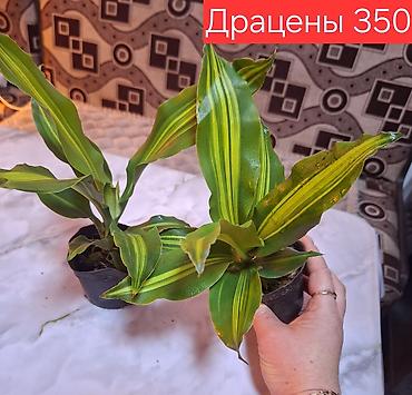Декабристтер: Продаю комнатные растения. Орхидея башмачок подростки по 200 сом — 9