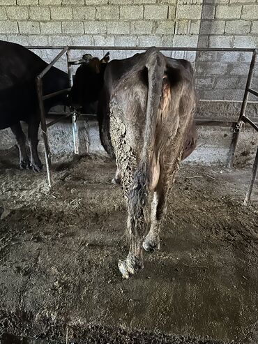 срочно продам корову: Продаю | Корова (самка) | Алатауская | Для молока