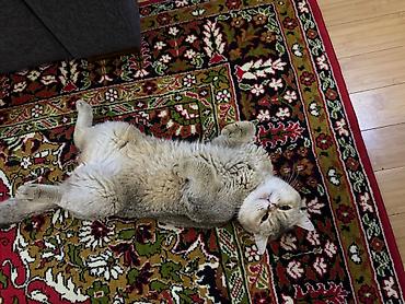 Кошки: Шиншилла, Самец, В добрые руки — 3