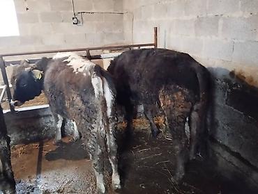 Коровы, быки: Продаю | Бык (самец) at lalafo.kg — 3 Коровы, быки: Продаю | Бык (самец) — 3