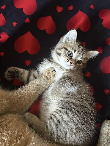 yeni doğulmuş pişik balası: Şinşilla, Dişi, Yaxşı əllərə, Ödənişli çatdırılma — 3