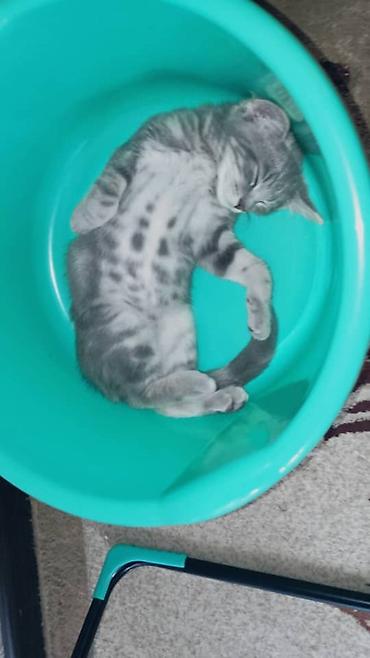 плас крес: Дам хороший руки кота — 1