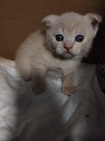 Pişiklər: Britan, Erkək, Dişi, Yaxşı əllərə, Ünvandan götürmə, Pulsuz çatdırılma, Ödənişli çatdırılma — 5