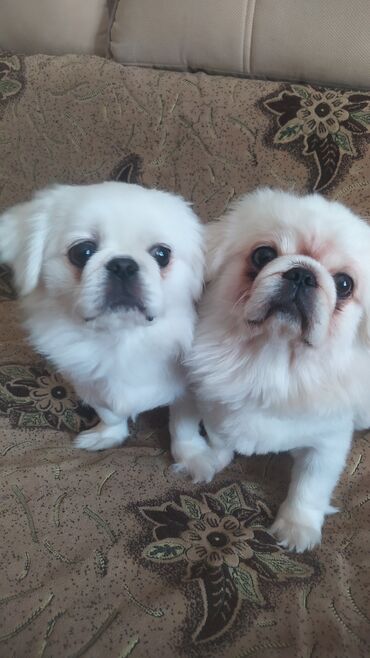 pekines itlər: Пекинес, 1 год, Самец