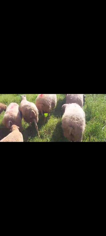 Qoyunlar, qoçlar: Dişi, il: 2, 50 kq, Damazlıq, Ünvandan götürmə — 12