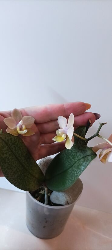 Другие комнатные растения: Орхидея Парфюмерная фабрика в домашней посадке, адаптирована