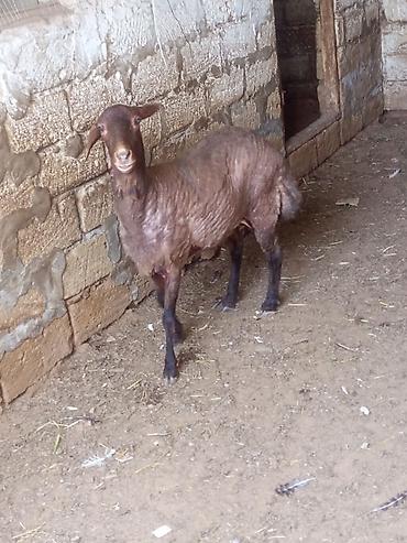 qoyun qiymetleri: 2dene qala qoyunları satılır 2 çi qarnına docaglar boğazdilar qiymət — 4