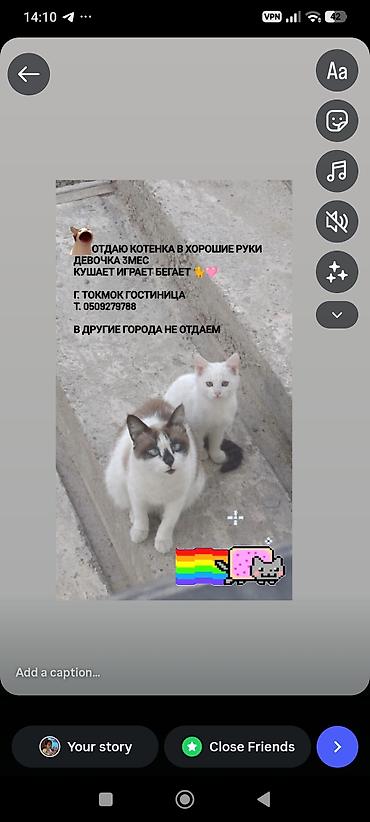 кошка джалал абад: Кошка даром: Беспородная, 3 месяца, Девочка — 1