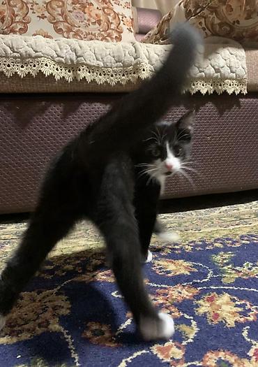 Отдам даром кошку: Котята 3,5 месяца ласковые, любвеобильные,игривые Отдаю at lalafo.kg — 5 Отдам даром кошку: Котята 3,5 месяца ласковые, любвеобильные,игривые Отдаю — 5