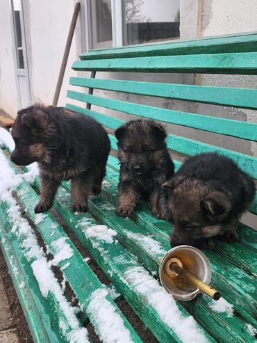 купить щенка добермана из питомника: Щенки немецкой овчарки девочки. Цена договорная. Не пишите, только