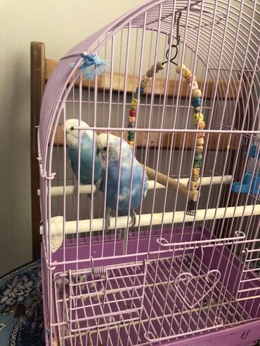 большая клетка для морской свинки: Dalğalı valnisti papuqay və qəfəs komplekti mavi-ağ rəng - Say: 2 quş