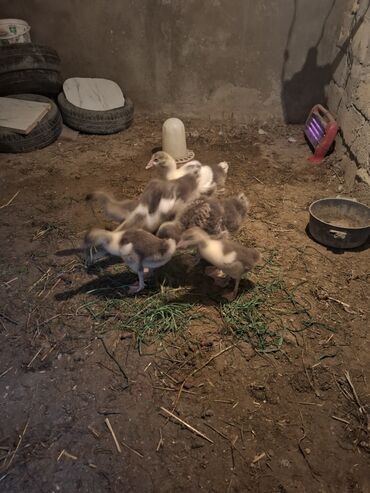 Qazlar: Yerli qaz alesi satlir 4 ana qaz 1 erkeg 6 dende balsi 1 ay olar bala — 6