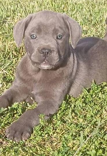 Psi: Kane Korso štenci Odgajivačnica Cane Corso Kennel Heavenly Kingdom FCI na lalafo.rs — 17 Psi: Kane Korso štenci Odgajivačnica Cane Corso Kennel Heavenly Kingdom FCI — 17