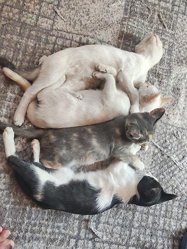 Продажа кошек: Котята — ласковые домашние компаньоны - Описание: игривые котята с — 4