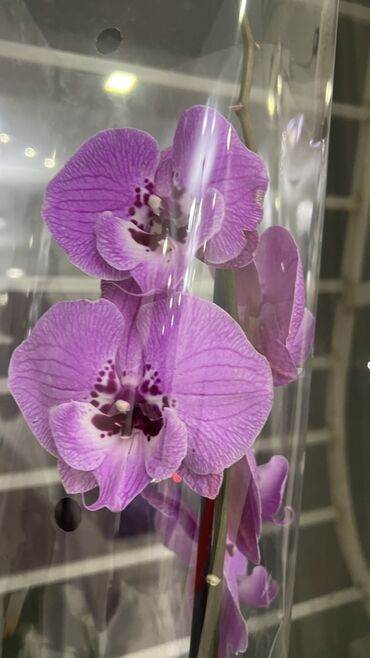 Другие комнатные растения: Продаю орхидею «бабочка», здоровая, красивая, в упаковке🙌