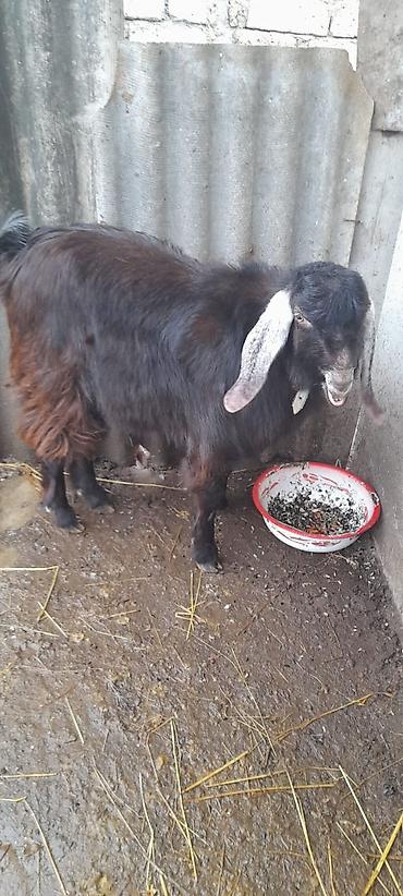 Keçilər, çəpişlər: Damazlıq keçi 10 ayliqdi — 5