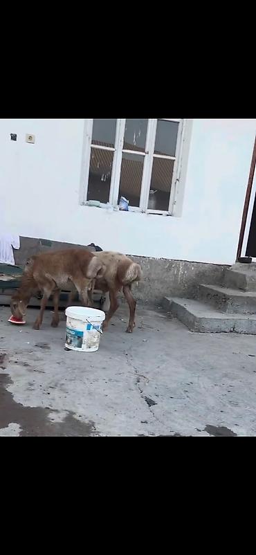 heyvan yemlərinin satışı: Qoyun – 3 baş, quyruqlu (yağlı quyruq) cins - Say: 3 baş gənc qoyun - — 6
