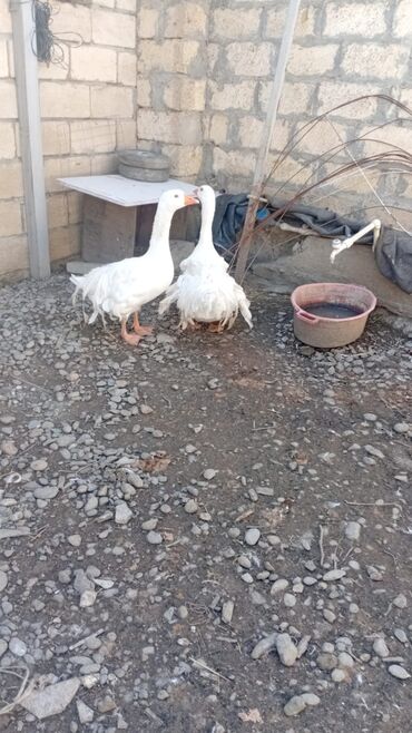 одежда для собак в баку: Salam cut satilir damazliq ucun elverisli super heyvanlardir isteyen