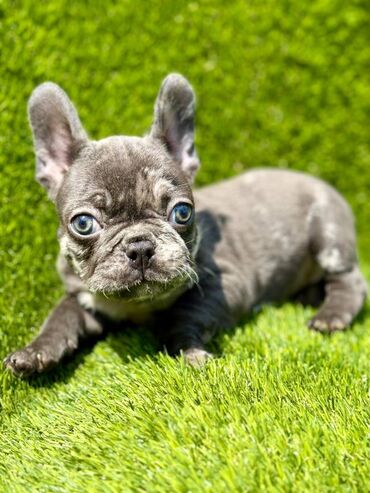 Psi: Odgajivačnica La Casa de Frida – FC Srbija Predstavlja prelepe štence na lalafo.rs — 11 Psi: Odgajivačnica La Casa de Frida – FC Srbija Predstavlja prelepe štence — 11