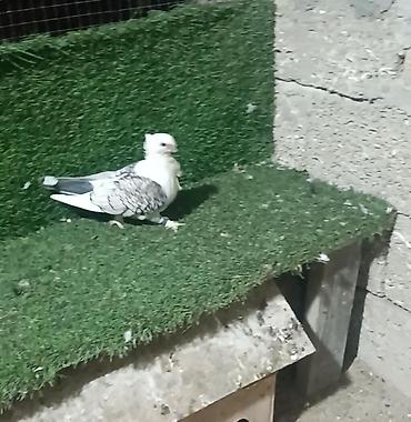 danişan quş: Hunkari maya bala vermis heyvandi Növ: Bəzək məqsədli ev göyərçini — 1