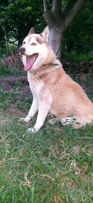 Xaski, 1 il, Erkek, Peyvəndli, Ödənişli çatdırılma, Pulsuz çatdırılma