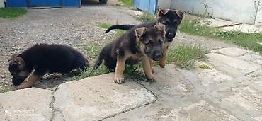 avçarka it: Alman çoban iti, Dişi — 3